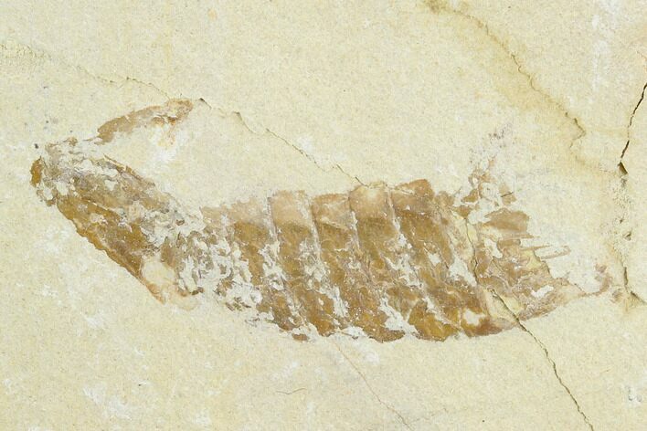 Fossil Mantis Shrimp (Pseudosculda) - Lebanon #123993